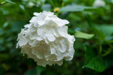 Narin Beyaz Ortanca Çiçeklerinin Makro Çekimi Yeşilli Yeşil Bulanık Yaprak Arkaplanına Karşı Açılıyor.