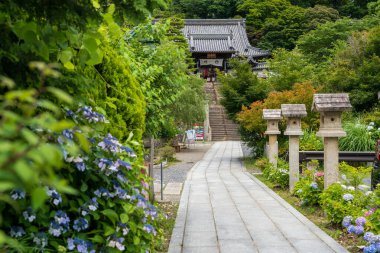 Kyoto, Japonya - 26 Haziran 2025: Yanagidani Kannon Yokoku-ji Tapınağı 'nın Taş Yaklaşma Yolu' nda (Sando) Tamamen Açan Ortancalar (Ajisai).