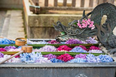 Kyoto, Japonya - 26 Haziran 2025: Ejderha eli su havzası Yanagidani Kannon Yokoku-ji Tapınağı çeşmesinde yüzüyor.