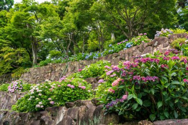 Yanagidani Kannon Yokoku-ji Tapınağı Bahçesi yazın çiçek açan ortancalarla (Ajisai) doludur, Kyoto, Japonya.