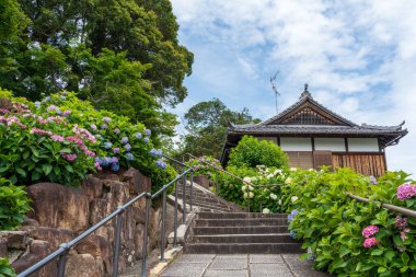 Yanagidani Kannon Yokoku-ji Tapınağı Bahçesi yazın çiçek açan ortancalarla (Ajisai) doludur, Kyoto, Japonya.