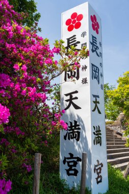 Nagaokakyo, Kyoto, Japonya - 27 Nisan 2025: Nagaoka Tenmangu Tapınağı girişi açık mavi gökyüzü altında açan mor açelyalar.