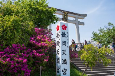 Nagaokakyo, Kyoto, Japonya - 27 Nisan 2025: Nagaoka Tenmangu Tapınağı girişi açık mavi gökyüzü altında açan mor açelyalar.