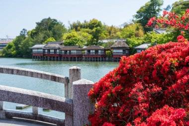 Güneşli bir günde Nagaoka Tenmangu 'da Kirishima açelyaları açan Hachijogaike Gölü üzerindeki eski davul köprüsü. Nagaokakyo, Kyoto, Japonya