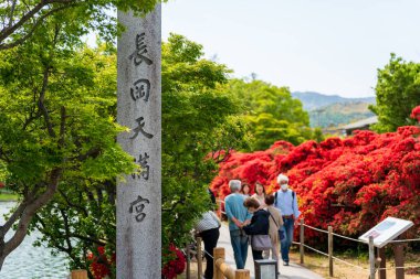 Nagaokakyo, Kyoto, Japonya - 27 Nisan 2025: Nagaoka Tenmangu Hachijogaike Pond 'un Torii geçidi boyunca açelyalar tamamen çiçek açtı.