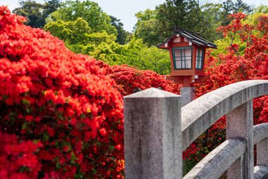 Güneşli bir günde Nagaoka Tenmangu 'da Kirishima açelyaları açan Hachijogaike Gölü üzerindeki eski davul köprüsü. Nagaokakyo, Kyoto, Japonya