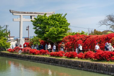 Nagaokakyo, Kyoto, Japonya - 27 Nisan 2025: Fureai Kaiyu no Michi yolu boyunca açan Kızıl Kirishima açelyaları Hachijogaike Pond, Nagaoka Tenmangu.