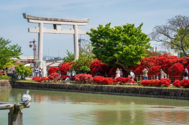 Nagaokakyo, Kyoto, Japonya - 27 Nisan 2025: Fureai Kaiyu no Michi yolu boyunca açan Kızıl Kirishima açelyaları Hachijogaike Pond, Nagaoka Tenmangu.