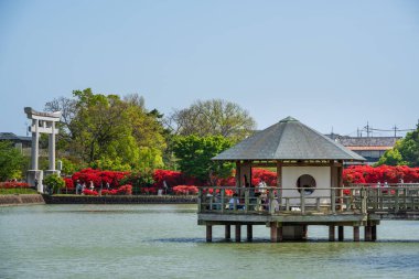 Nagaokakyo, Kyoto, Japonya - 27 Nisan 2025: Hachijogaike Pond 'da Rokkaku-sha altıgen çardağı, çiçek açan Kirishima açelas, Nagaoka Tenmangu.