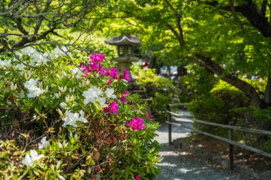 Canlı renkli açelyalar arasında Nagaoka Tenmangu Tapınağı 'nda geziniyor. Nagaokakyo, Kyoto, Japonya.