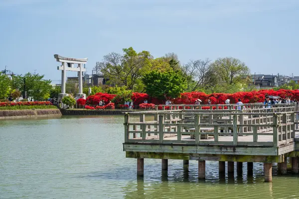 Nagaokakyo, Kyoto, Japonya - 27 Nisan 2025: Fureai Kaiyu no Michi yolu boyunca açan Kızıl Kirishima açelyaları Hachijogaike Pond, Nagaoka Tenmangu.