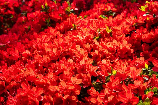 Canlı kırmızı Kirishima açelya çiçeklerinin tam çiçeklenme zamanı..