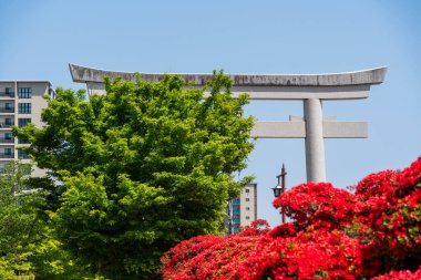Kızıl Kirishima açelyaları Nagaoka Tenmangu Hachijogaike Gölü 'nün Torii geçidi boyunca çiçekleniyor. Nagaokakyo, Kyoto, Japonya