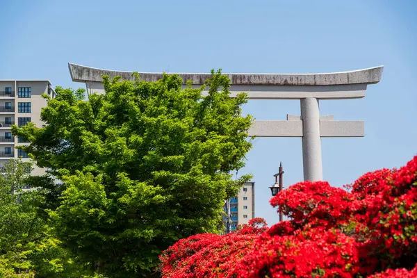 Kızıl Kirishima açelyaları Nagaoka Tenmangu Hachijogaike Gölü 'nün Torii geçidi boyunca çiçekleniyor. Nagaokakyo, Kyoto, Japonya
