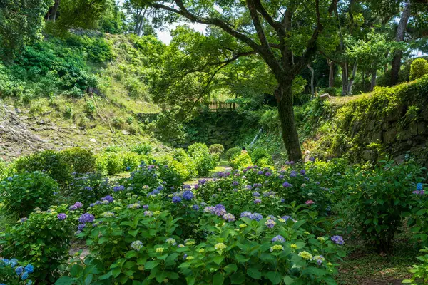 Japonya 'nın Wakayama Şatosu' ndaki Tsuru-no-mon Geçidi harabelerinde çiçek açan ortanca çiçekleri..