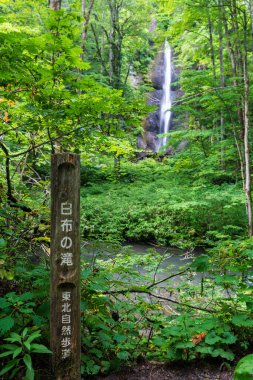 Şirafu Şelalesi, Oirase Deresi üzerindeki güçlü bir şelale, muhteşem Oirase Vadisi, Aomori, Japonya 'daki canlı yaz ağaçlarının arasından görülüyor..