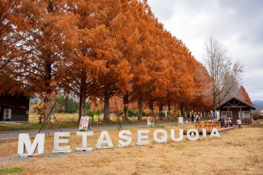 Takashima, Shiga, Japonya - 15 Aralık 2024: Makino Pic-Land 'deki 