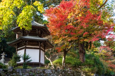 Hiyoshi Taisha Tapınağı 'ndaki altıgen Saio Jizo-do salonu Otsu, Shiga, Japonya' da canlı bir sonbahar yeşilliği ile çevrilidir..