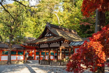 Yoshida Tapınağı 'nın geleneksel sazdan çatı salonu, canlı kırmızı ve sarı sonbahar yapraklarıyla çevrili. Sakyo-ku, Kyoto, Japonya.