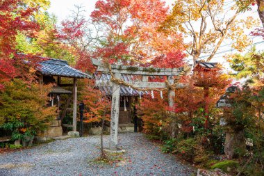 Kuwayama Tapınağı 'nın geleneksel bir taş torii kapısı, canlı kırmızı sonbahar akçaağaç yaprakları tarafından çerçevelenmiş. Kameoka, Kyoto, Japonya.