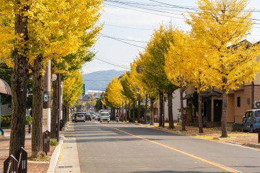 Kameoka, Kyoto, Japonya - 22 Kasım 2024: Gingkgo ağaçlarından oluşan güzel bir bulvar Sonbaharda Knittelfeld Caddesi 'nde altın sarısı yapraklarla kaplı.
