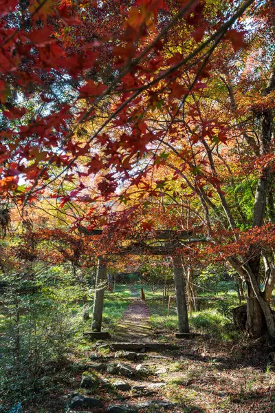 Kuwayama Tapınağı 'nın geleneksel bir taş torii kapısı, canlı kırmızı sonbahar akçaağaç yaprakları tarafından çerçevelenmiş. Kameoka, Kyoto, Japonya.