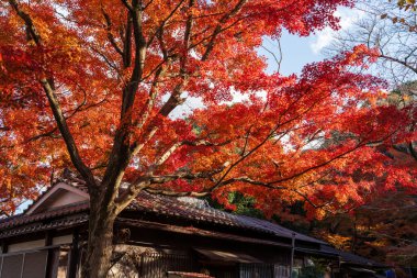 Iwashimizu Hachimangu yakınlarındaki Otokoyama bakış açısında, sonbaharda canlı kırmızı akçaağaç ağaçlarıyla geleneksel bir Japon mimarisi. Yawata, Kyoto, Japonya.