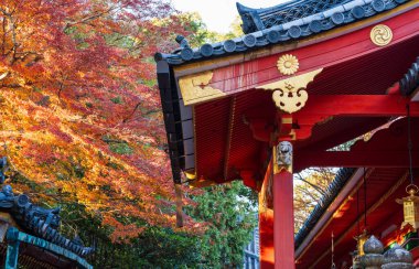 Iwashimizu Hachimangu Tapınağı 'nın mimari detayları ve binaları güzel sonbahar yapraklarıyla çevrili. Yawata, Kyoto, Japonya