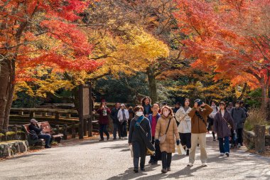Minoh, Osaka, Japonya - 7 Aralık 2024: Minoh Park 'taki Takimichi patikası boyunca güzel sonbahar renklerinin tadını çıkaran turistler.