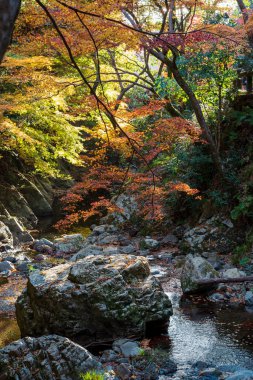 Minoh Park 'ta sonbahar yaprakları, temiz su ve büyük kayalarla dolu bir nehir vadisinin manzarası. Minoh, Osaka, Japonya.
