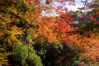 Minoh Dağı 'nın yamaçlarını kaplayan canlı sonbahar yaprakları Minoh Parkı' nda bulutlu mavi bir gökyüzünün altında. Minoh, Osaka, Japonya.