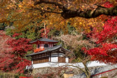 Ryuanji Tapınağı 'nın Phoenix Salonu (Hououkaku) Minoh Park' ta parlak kırmızı ve sarı sonbahar yapraklarıyla çevrilidir. Minoh, Osaka, Japonya.