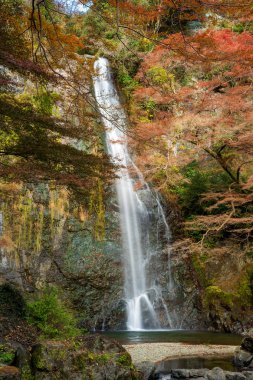 Görkemli Minoh Şelalesi, Minoh Parkı 'ndaki renkli sonbahar yapraklarıyla güzelce çerçevelenmiş bir uçurumdan yuvarlanıyor. Minoh, Osaka, Japonya.