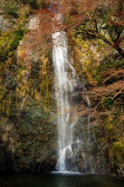 Görkemli Minoh Şelalesi, Minoh Parkı 'ndaki renkli sonbahar yapraklarıyla güzelce çerçevelenmiş bir uçurumdan yuvarlanıyor. Minoh, Osaka, Japonya.