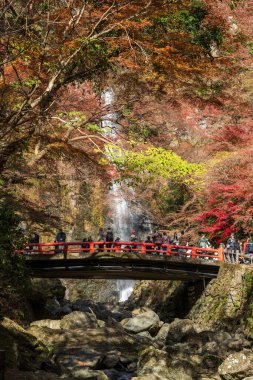 Minoh, Osaka, Japonya - 7 Aralık 2024: Kırmızı bir köprüde turist kalabalığı ve Minoh Şelaleleri 'nin en yoğun sonbahar yeşillik mevsiminde hayranlık duyulan platformu.