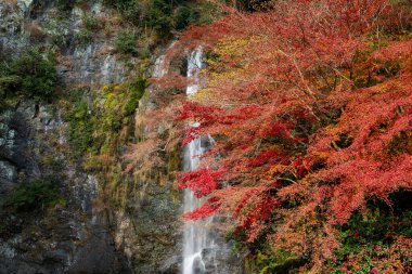 Canlı kırmızı akçaağaç yaprakları ön planda ve Minoh Falls 'un çağlayan suyu yumuşak bir zemin oluşturuyor. Minoh, Osaka, Japonya.