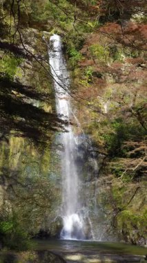 Görkemli Minoh Şelalesi, Minoh Parkı 'ndaki renkli sonbahar yapraklarıyla güzelce çerçevelenmiş bir uçurumdan yuvarlanıyor. Minoh, Osaka, Japonya.