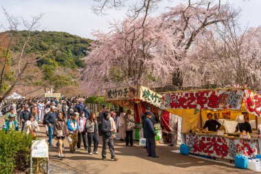 Kyoto, Japonya - 31 Mart 2025: Kalabalık, Maruyama Park 'taki ünlü ağlayan sakura' nın altında festival yemekleri için toplanıyor..