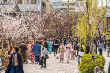 Kyoto, Japonya - 31 Mart 2025: Gion tarihi bölgesinde Shirakawa Kanalı boyunca kiraz çiçekleri altında gezinen kimonolu turistler.