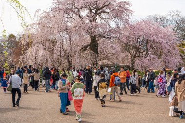 Kyoto, Japonya - 31 Mart 2025: Kalabalık, Maruyama Park 'taki ünlü ağlayan sakura' nın altında festival yemekleri için toplanıyor..