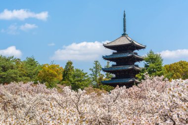 Ninna-ji Tapınağı 'nın beş katlı tapınağı baharda açan kiraz çiçekleriyle çevrili. Kyoto, Japonya.