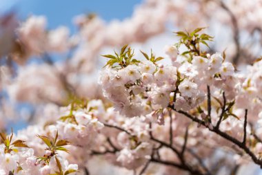 Güzel, beyaz, çift çiçekli kiraz çiçekleri, Yaezakura, Japonya 'da baharda bir parkta çiçek açıyor..