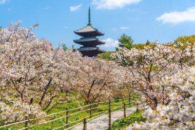 Ninna ji Tapınağı 'ndaki Omuro kiraz çiçeklerinin açtığı beş katlı tapınağa giden yol. Kyoto, Japonya.