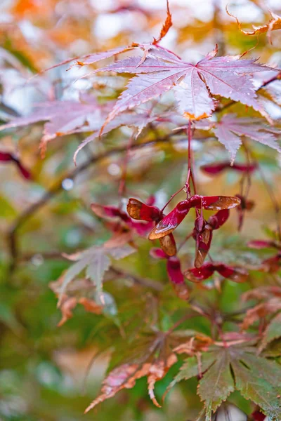 stock image Red mapel leaves on the branch wet after fain. Autumn leaves background.