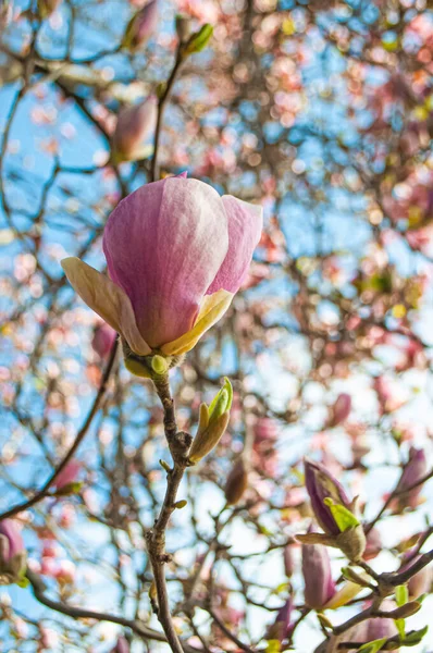 Flor Rosa Tulipán Magnolia Flores Día Soleado Primavera — Foto de Stock