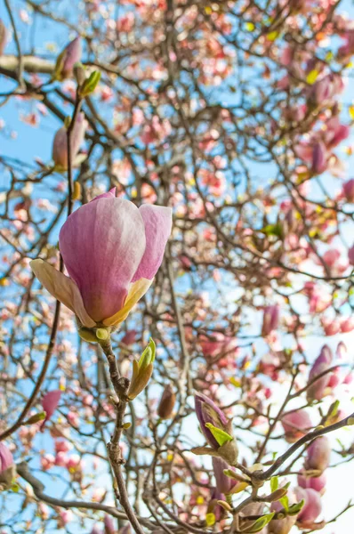 Flor Rosa Tulipán Magnolia Flores Día Soleado Primavera — Foto de Stock