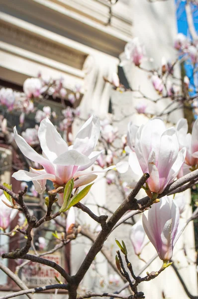 Floreciente Tulipán Blanco Magnolia Flores Día Soleado Primavera — Foto de Stock