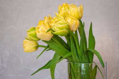 A bouquet of beautiful yellow tulips with dew drops in a glass vase.