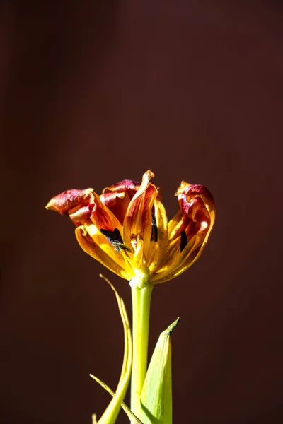 Seco Única Tulipa Raio Luz Fundo Cor Escura — Fotografia de Stock