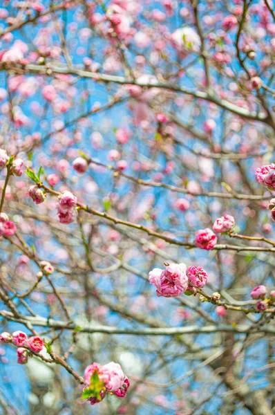 外面的樱桃树上绽放着粉红色的小花 一株盛开的美丽樱桃树的模糊背景 — 图库照片